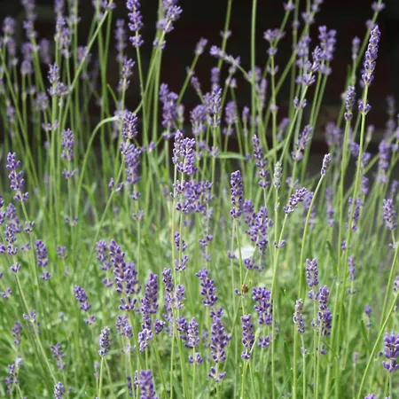 De Melkfabriek فندق مبيت وإفطار Eckelrade