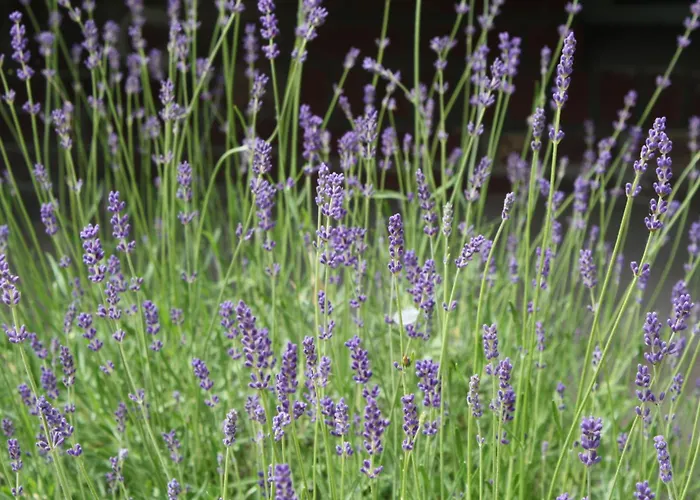 De Melkfabriek Отель типа 